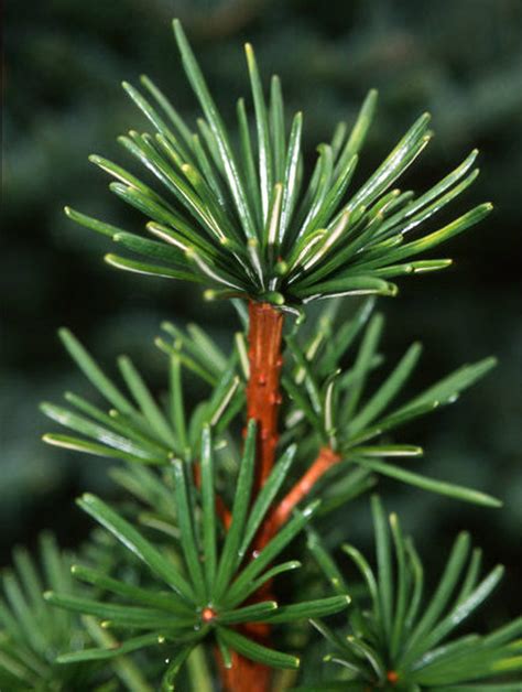 Sciadophytis Verticillata - Japanische Umbrella Pine